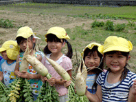 大根の収穫